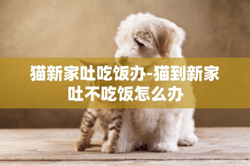 貓新家吐吃飯辦-貓到新家吐不吃飯怎么辦