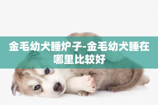 金毛幼犬睡爐子-金毛幼犬睡在哪里比較好