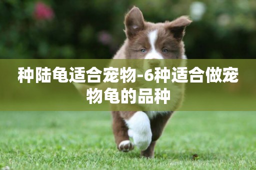 種陸龜適合寵物-6種適合做寵物龜的品種