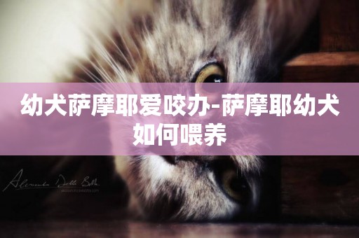 幼犬薩摩耶愛咬辦-薩摩耶幼犬如何喂養