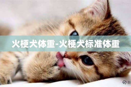 火梗犬體重-火梗犬標準體重