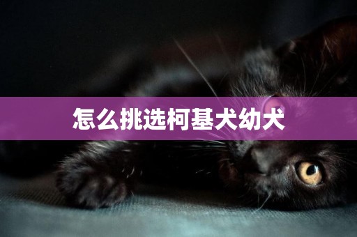 怎么挑選柯基犬幼犬