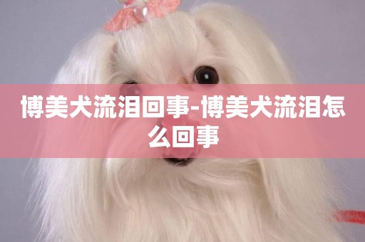 博美犬流淚回事-博美犬流淚怎么回事