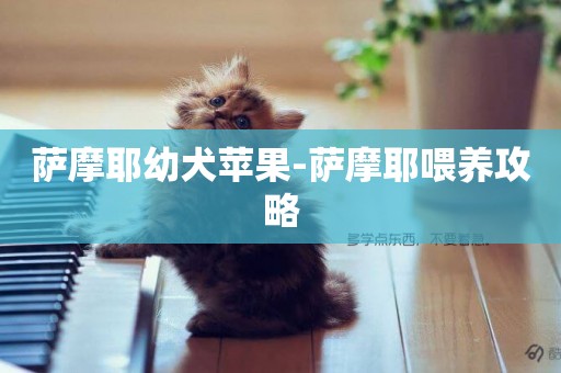 薩摩耶幼犬蘋果-薩摩耶喂養攻略