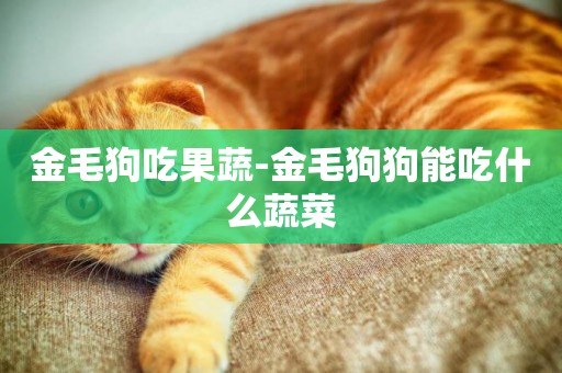 金毛狗吃果蔬-金毛狗狗能吃什么蔬菜