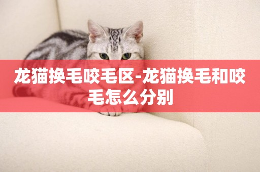 龍貓換毛咬毛區-龍貓換毛和咬毛怎么分別