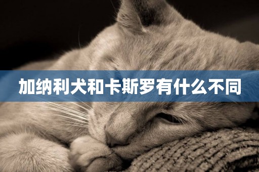 加納利犬和卡斯羅有什么不同