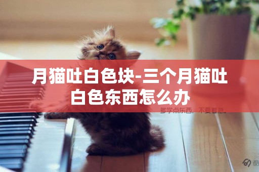 月貓吐白色塊-三個月貓吐白色東西怎么辦