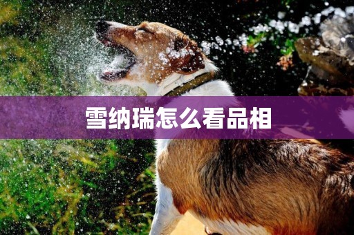 雪納瑞怎么看品相