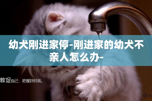 幼犬剛進家停-剛進家的幼犬不親人怎么辦-