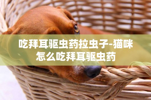 吃拜耳驅蟲藥拉蟲子-貓咪怎么吃拜耳驅蟲藥