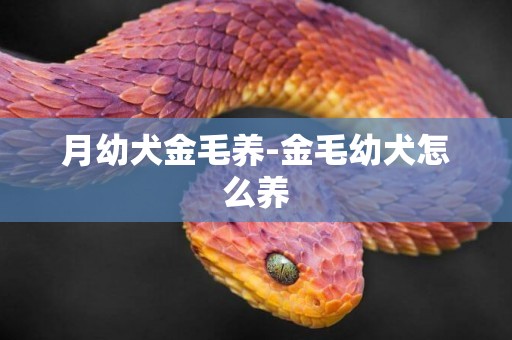 月幼犬金毛養-金毛幼犬怎么養