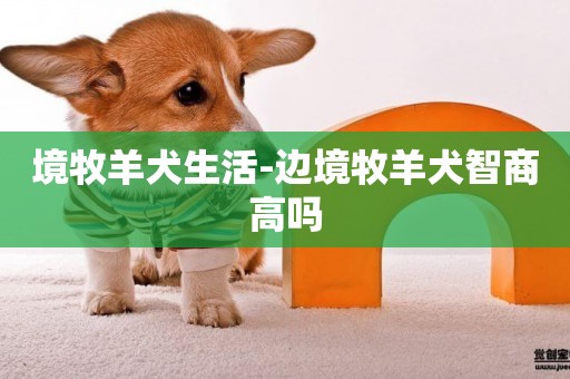 境牧羊犬生活-邊境牧羊犬智商高嗎