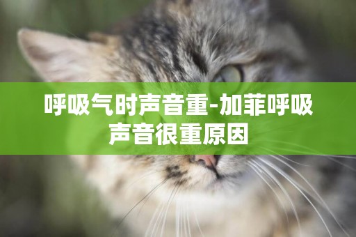 呼吸氣時聲音重-加菲呼吸聲音很重原因