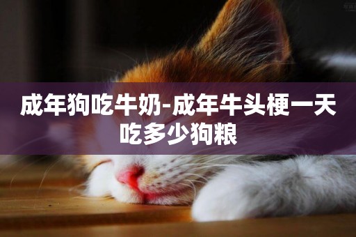 成年狗吃牛奶-成年牛頭梗一天吃多少狗糧
