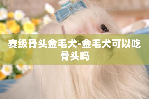 賽級骨頭金毛犬-金毛犬可以吃骨頭嗎