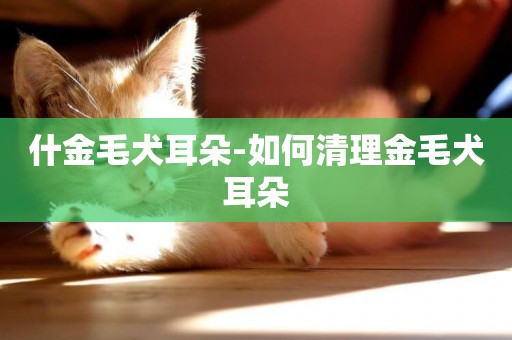 什金毛犬耳朵-如何清理金毛犬耳朵