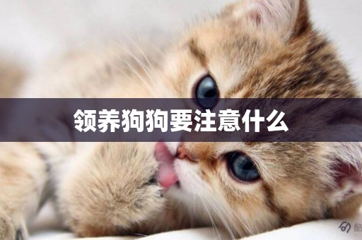 領養狗狗要注意什么