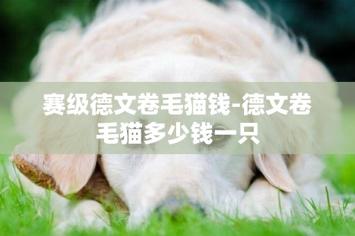 賽級德文卷毛貓錢-德文卷毛貓多少錢一只