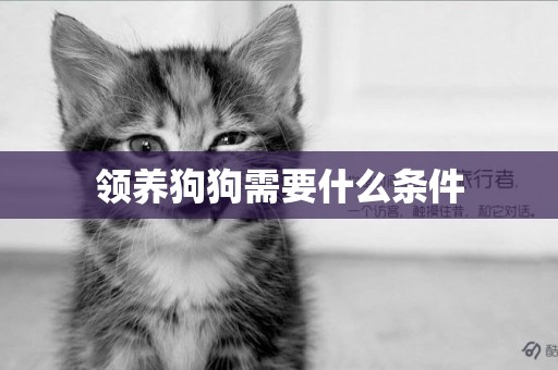 領養狗狗需要什么條件
