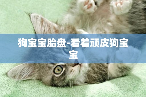 狗寶寶胎盤-看著頑皮狗寶寶