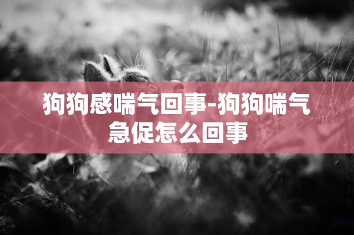 狗狗感喘氣回事-狗狗喘氣急促怎么回事