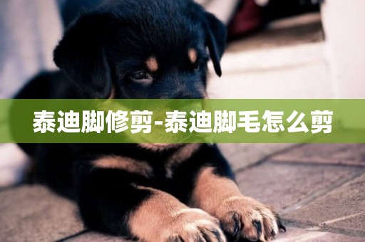 泰迪腳修剪-泰迪腳毛怎么剪