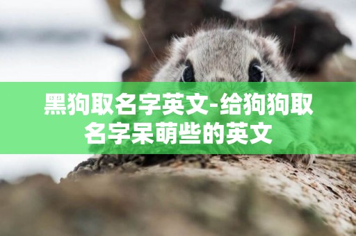 黑狗取名字英文-給狗狗取名字呆萌些的英文