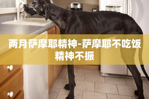 兩月薩摩耶精神-薩摩耶不吃飯精神不振