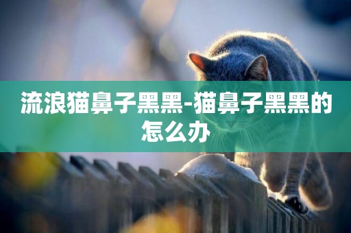 流浪貓鼻子黑黑-貓鼻子黑黑的怎么辦
