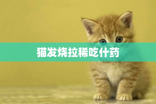 貓發燒拉稀吃什藥