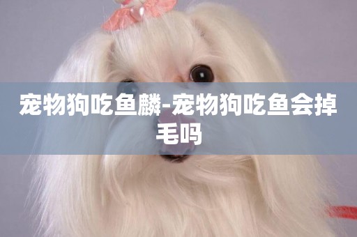 寵物狗吃魚麟-寵物狗吃魚會掉毛嗎