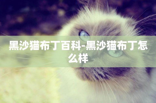 黑沙貓布丁百科-黑沙貓布丁怎么樣