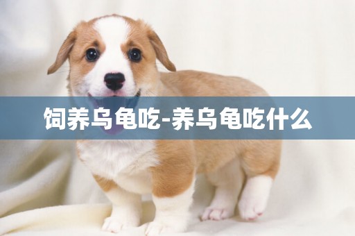 飼養烏龜吃-養烏龜吃什么
