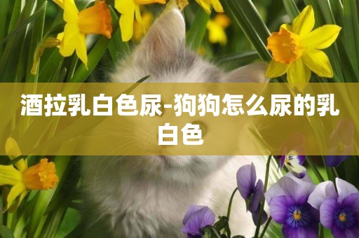 酒拉乳白色尿-狗狗怎么尿的乳白色