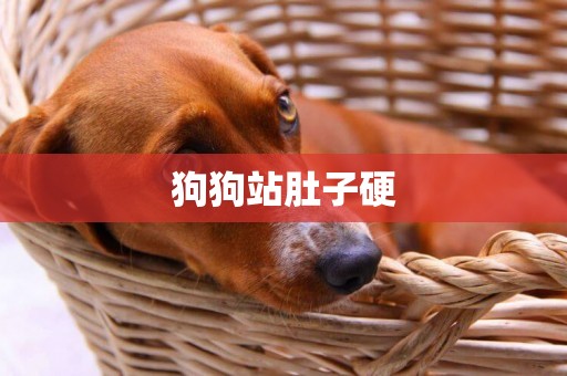 狗狗站肚子硬
