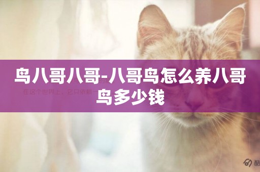 鳥八哥八哥-八哥鳥怎么養八哥鳥多少錢