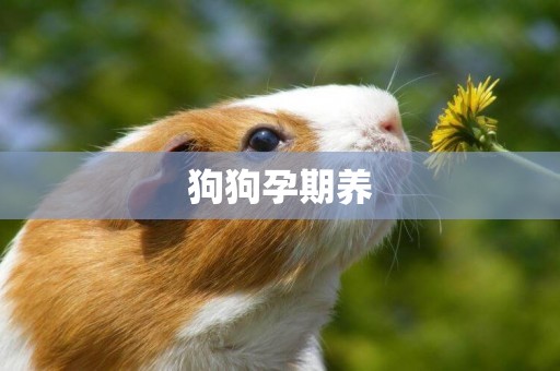 狗狗孕期養