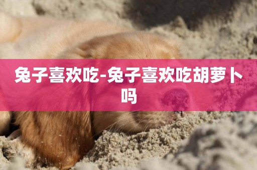 兔子喜歡吃-兔子喜歡吃胡蘿卜嗎