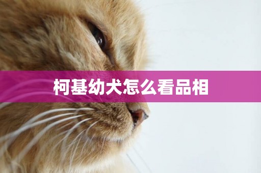 柯基幼犬怎么看品相
