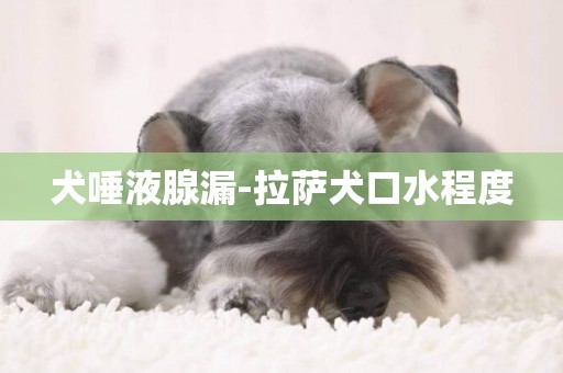 犬唾液腺漏-拉薩犬口水程度