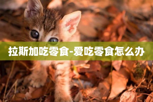 拉斯加吃零食-愛吃零食怎么辦