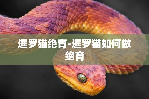 暹羅貓絕育-暹羅貓如何做絕育