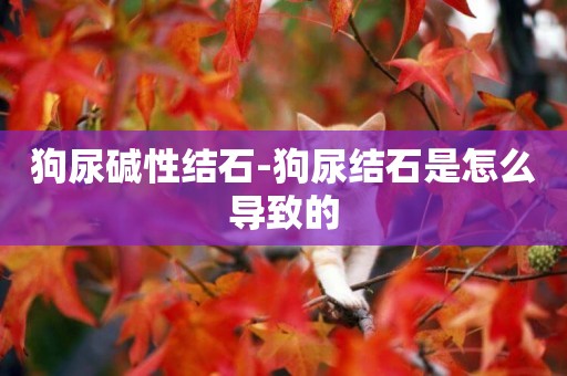 狗尿堿性結石-狗尿結石是怎么導致的