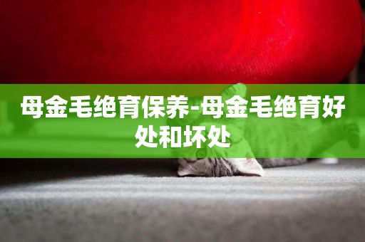 母金毛絕育保養-母金毛絕育好處和壞處
