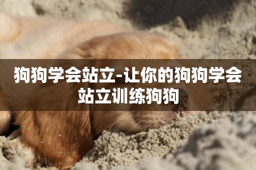 狗狗學會站立-讓你的狗狗學會站立訓練狗狗