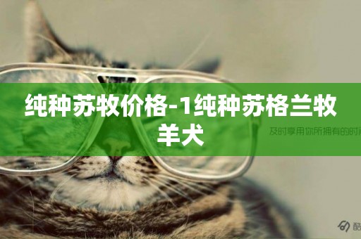 純種蘇牧價格-1純種蘇格蘭牧羊犬