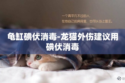 龜缸碘伏消毒-龍貓外傷建議用碘伏消毒