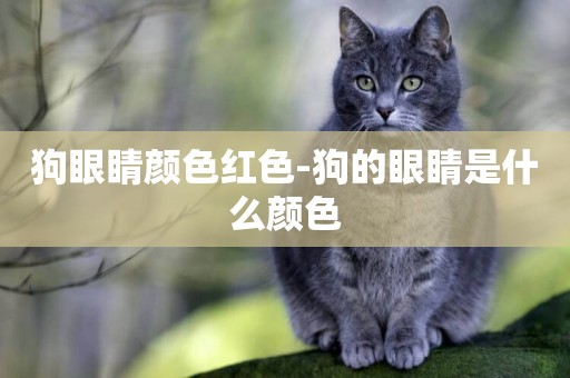狗眼睛顏色紅色-狗的眼睛是什么顏色