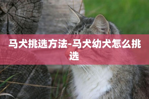 馬犬挑選方法-馬犬幼犬怎么挑選